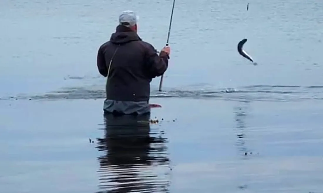 Angler in Wathose in der Ostsee, eine Meerforelle springt am Haken aus dem Wasser